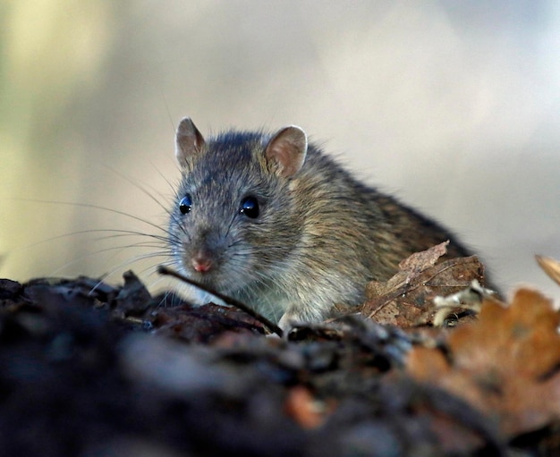 Brown rat foraging and feeding in the woods