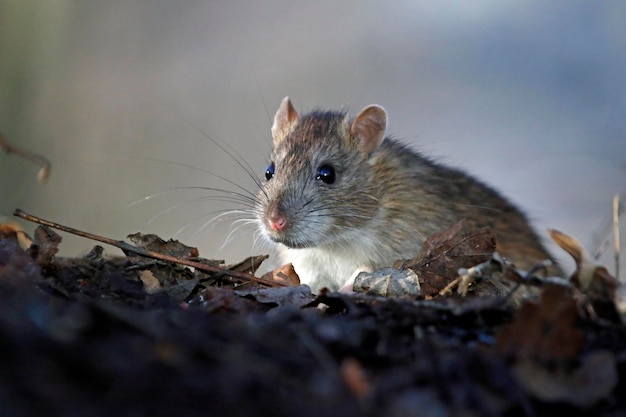 Brown rat foraging and feeding in the woods