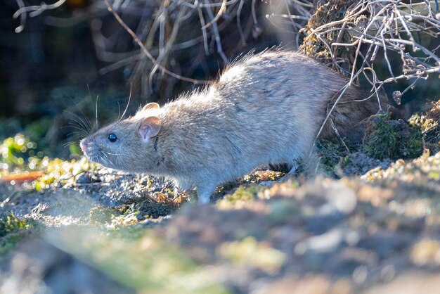 Photo brown rat rattus norvegicus granada spain