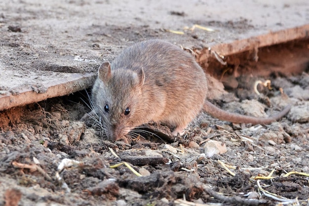 Коричневая крыса Rattus norvegicus