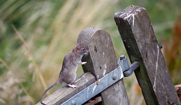 Brown rats down on the farm