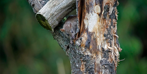 Brown rats down on the farm