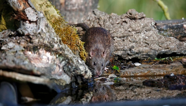 Brown rats down on the farm