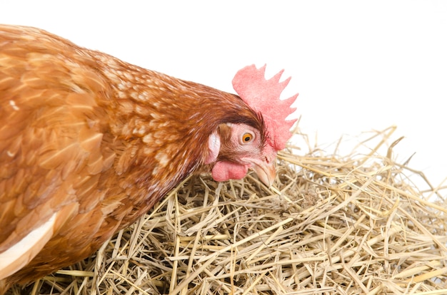 Brown red hen isolated on white