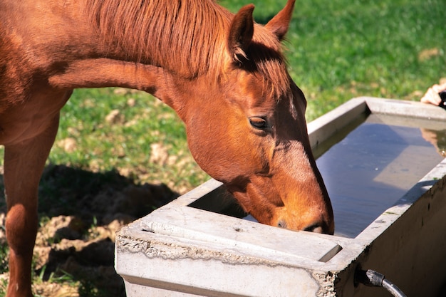 Brown red orange old horse drinking water from tank with green grass in the background during spring