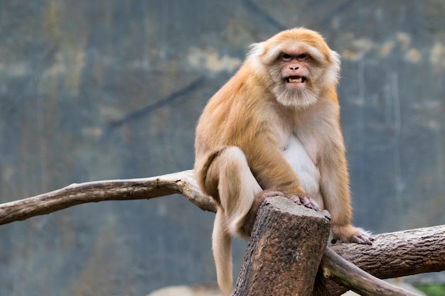 a brown rhesus monkeys.