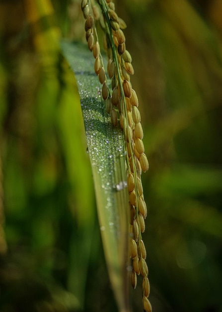 Photo brown rice paddy seeds in winter