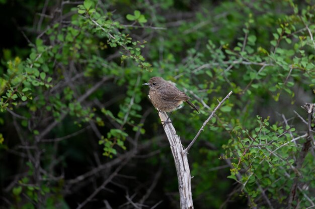 Photo brown rock chat indian chat