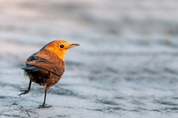 Brown rockchat looking back in beautiful light