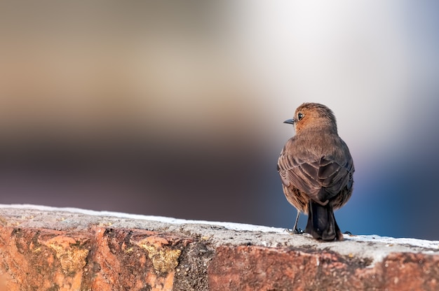 A brown rockchat sitting on a wall