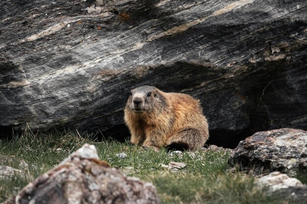 写真 緑の草の上にある茶色のネズミ ストック写真