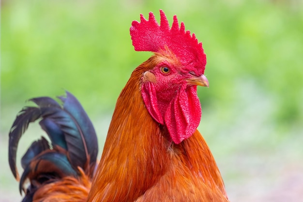 Brown rooster close up on blurred green background