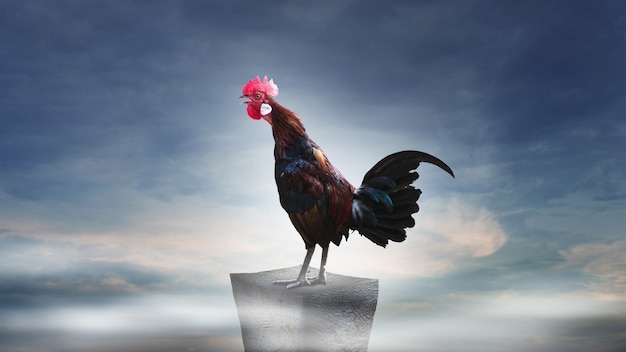 Brown rooster perched on the rocky mountain