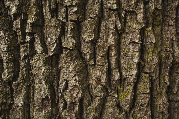 Brown rough bark