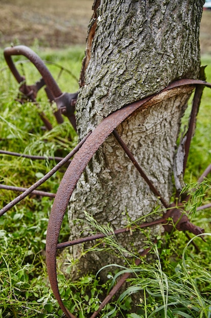 갈색 녹슨 수레 바퀴와 농장 부품은 주변에서 자라기 시작한 오래된 나무에 기대어 있습니다.