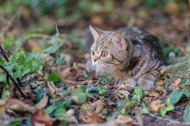 ブラウンスコティッシュストレートキャット