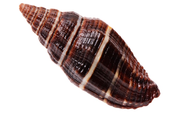 Brown seashell