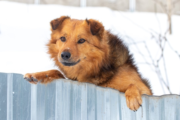 Brown shaggy dog stands on its hind legs, looking out from behind a fence, in winter on a background of snow