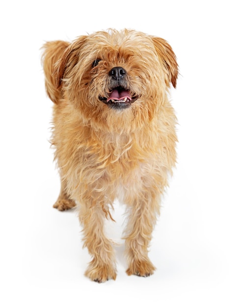 Brown shaggy oneeyed cane in piedi