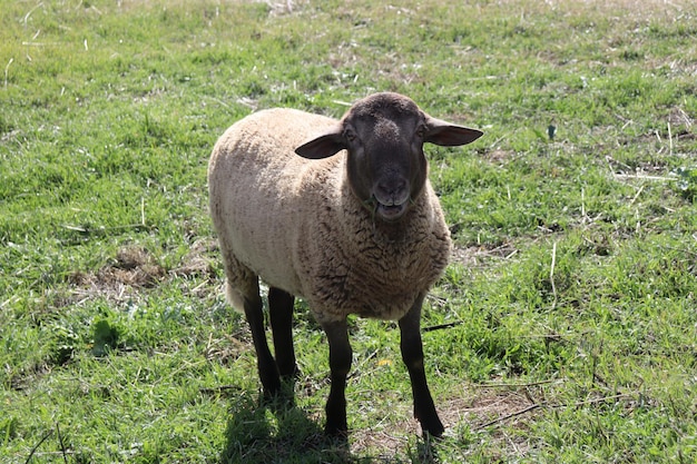 Brown sheep eating grass in a field