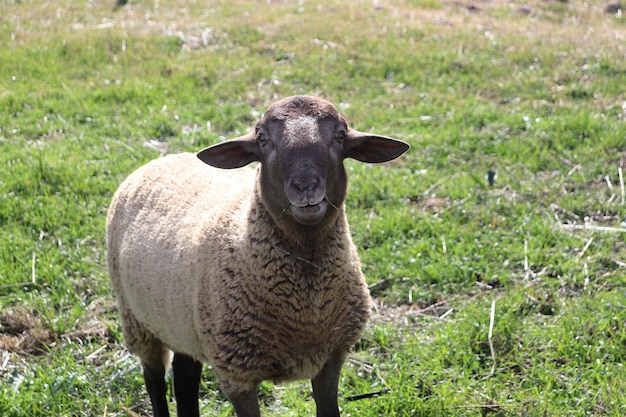 brown sheep eating grass in a field