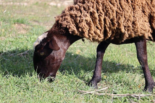 Brown sheep grazing on field with curly wool