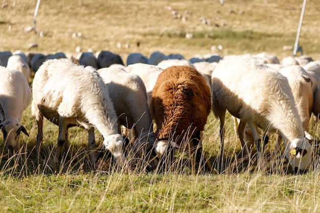 a brown sheep with a brown face and a brown sheep in the middle.