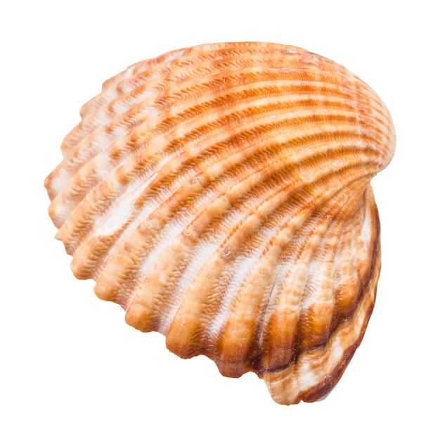 Brown shell of cockle isolated on white