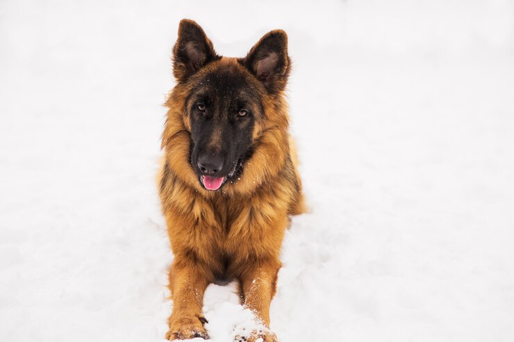 茶色の羊飼いが公園で雪の上に横たわっています。純血種の犬の散歩