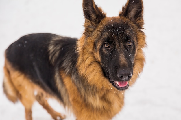 Brown shepherd walking on the snow in a park. Walking purebred dog