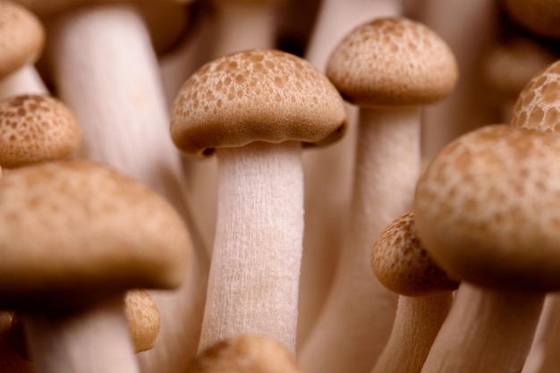 Коричневые съедобные грибы шимэдзи Шимедзи родом из Восточной Азии, буна-шимэдзи культивируется и богат