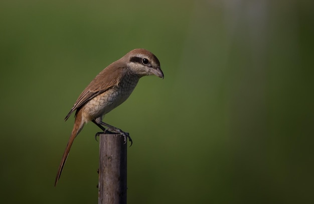 Brown shrike classified as a bird that is very useful to humans because it helps to get rid of agric