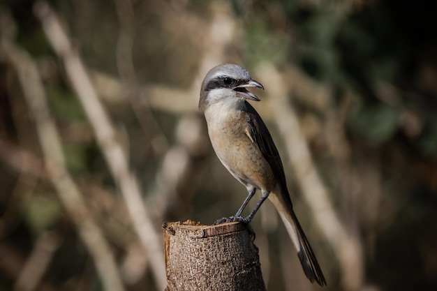 Brown shrike on the dry branch Animal Portrait