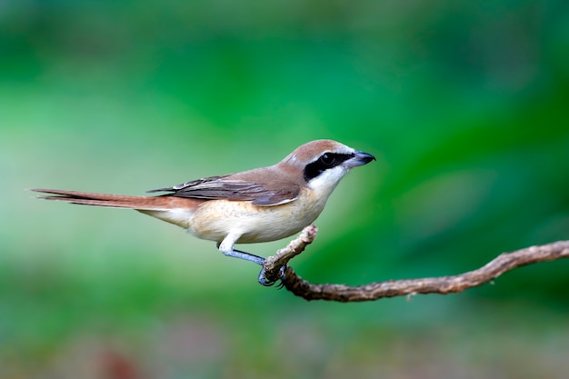 Foto brown shrike lanius cristatus mooie vogels van thailand zitstokken op de boom