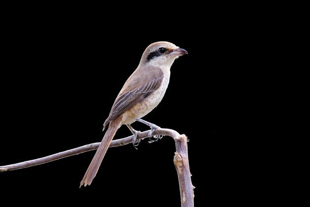 Brown Shrike op zwart