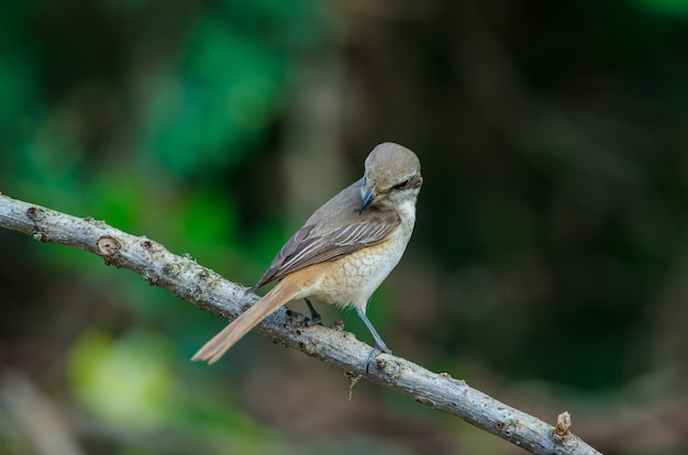 Brown shrike che si appollaia su un ramo