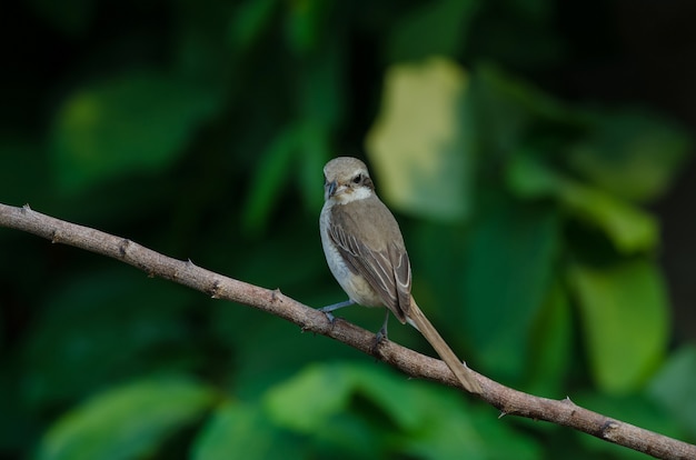 Brown Shrike perching on a branch