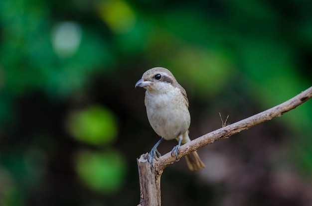 Brown Shrike zitstokken op een tak