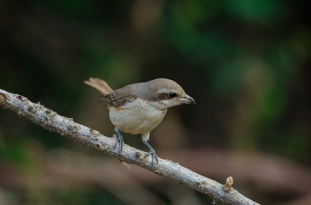 Brown Shrike zitstokken op een tak