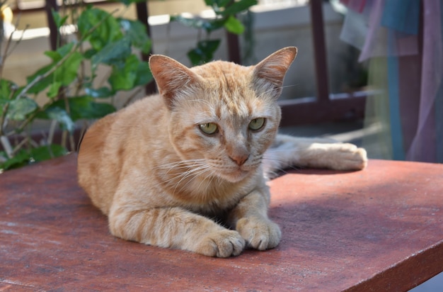 テーブルの上に座っている茶色のシャム猫。