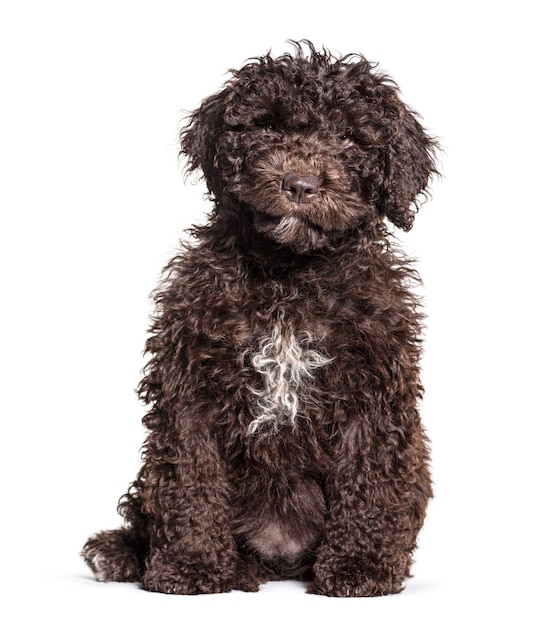 Brown sitting Spanish Water Dog isolated on white