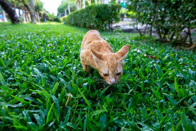 Un gattino magro marrone sta giocando sul fuoco selettivo dell'erba