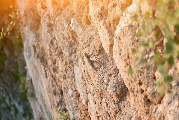 Photo brown small lizard on a rock