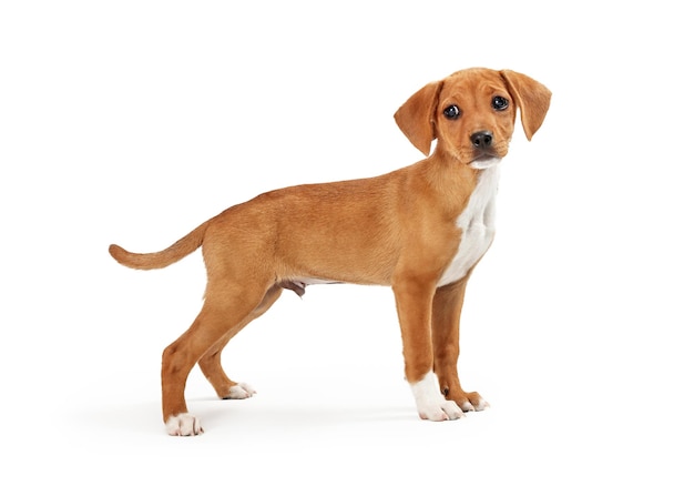 Brown Small Mixed Breed Dog Standing Side