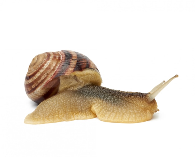 Brown snail isolated on white background, side view of clam