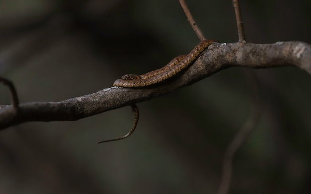 Brown snake curled up in a tree at dusk