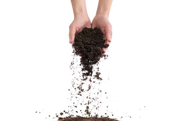 Brown soil in woman hands isolated on white background The soil falls out of hand