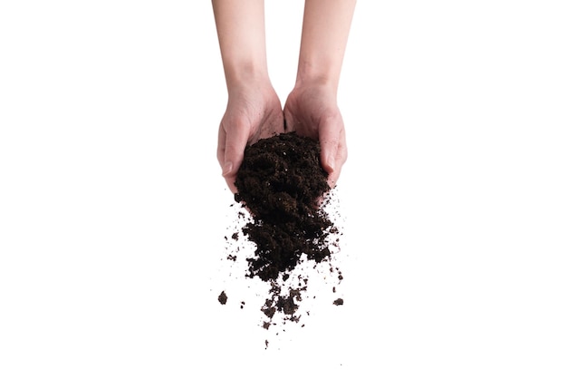 Brown soil in woman hands isolated on white background the soil falls out of hand