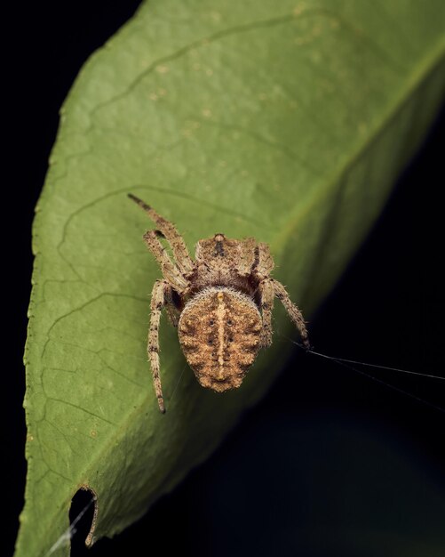 Brown spider on a green leaf