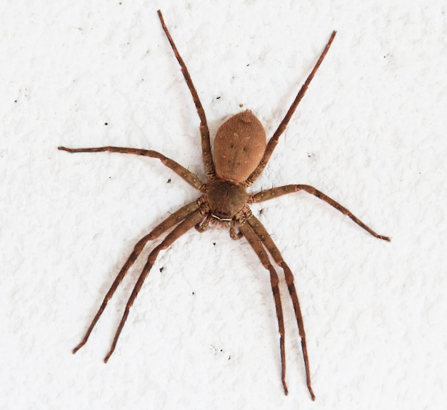 Brown spider